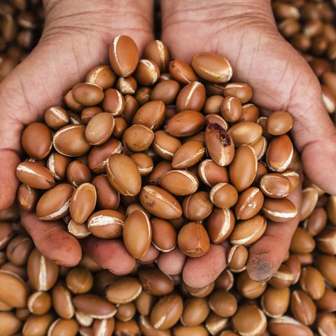 close up of hands holding argan oil nuts