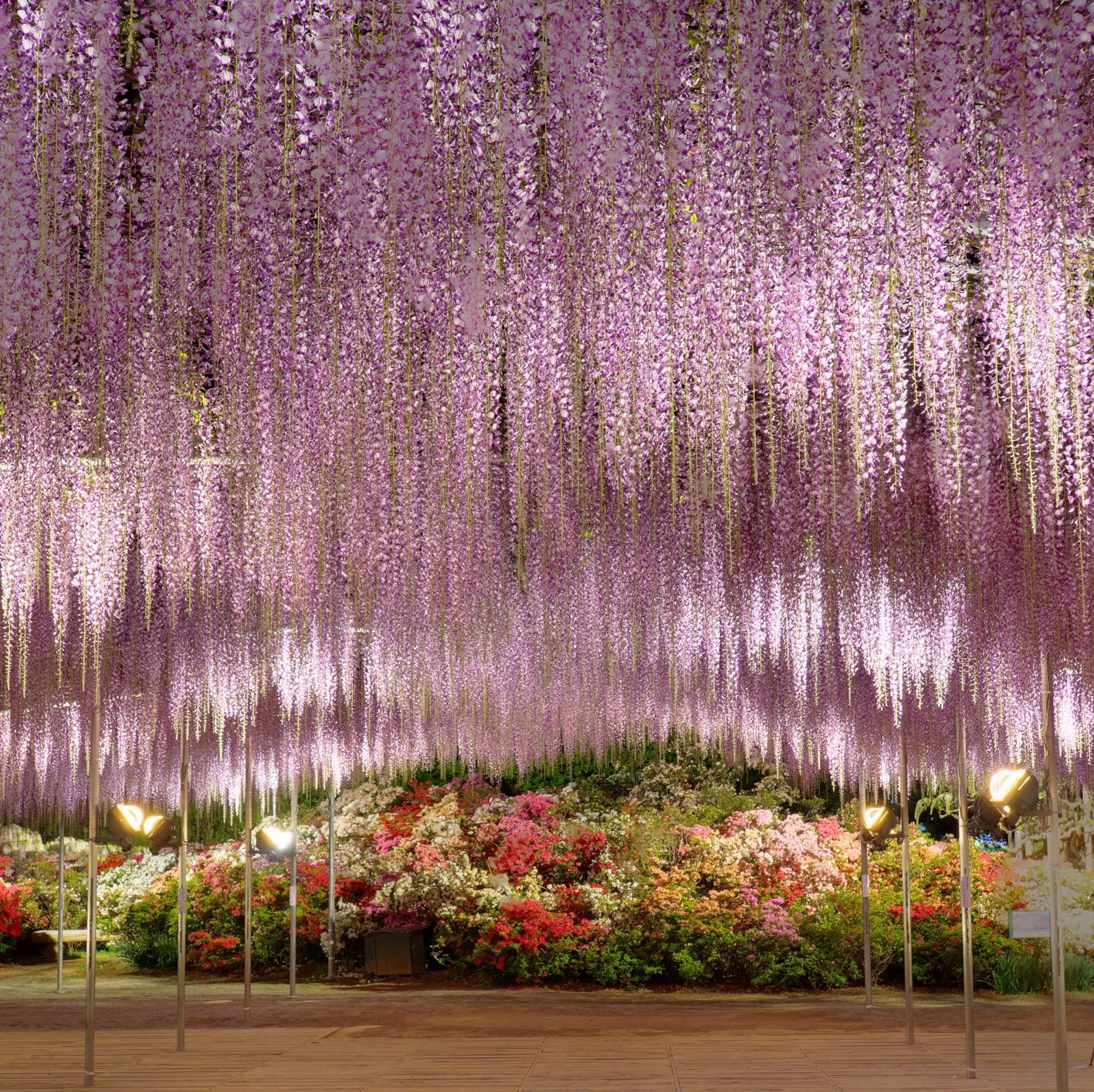 Close-Up Of Hanging Flowers Wisteria Japan