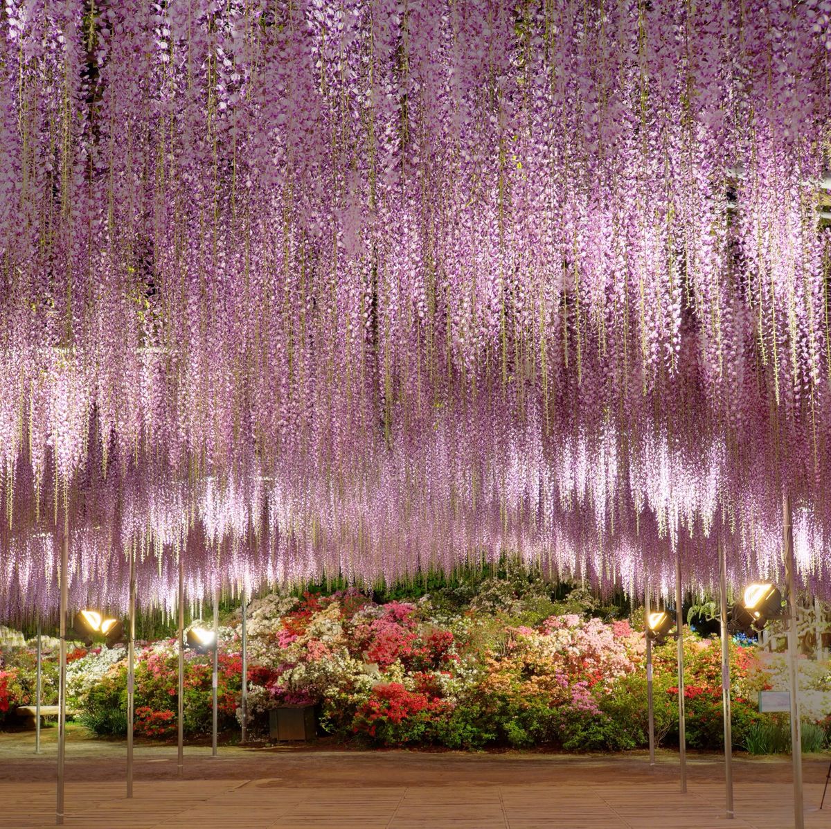 Close-Up Of Hanging Flowers Wisteria Japan