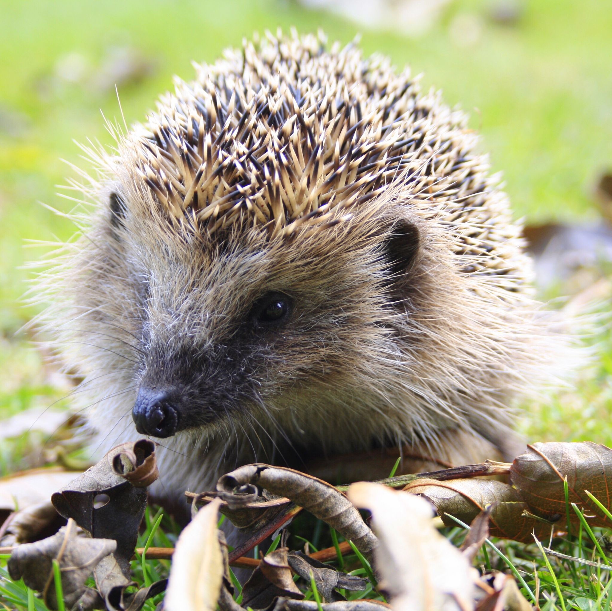 Close-Up Of Hedgehog On Grass
