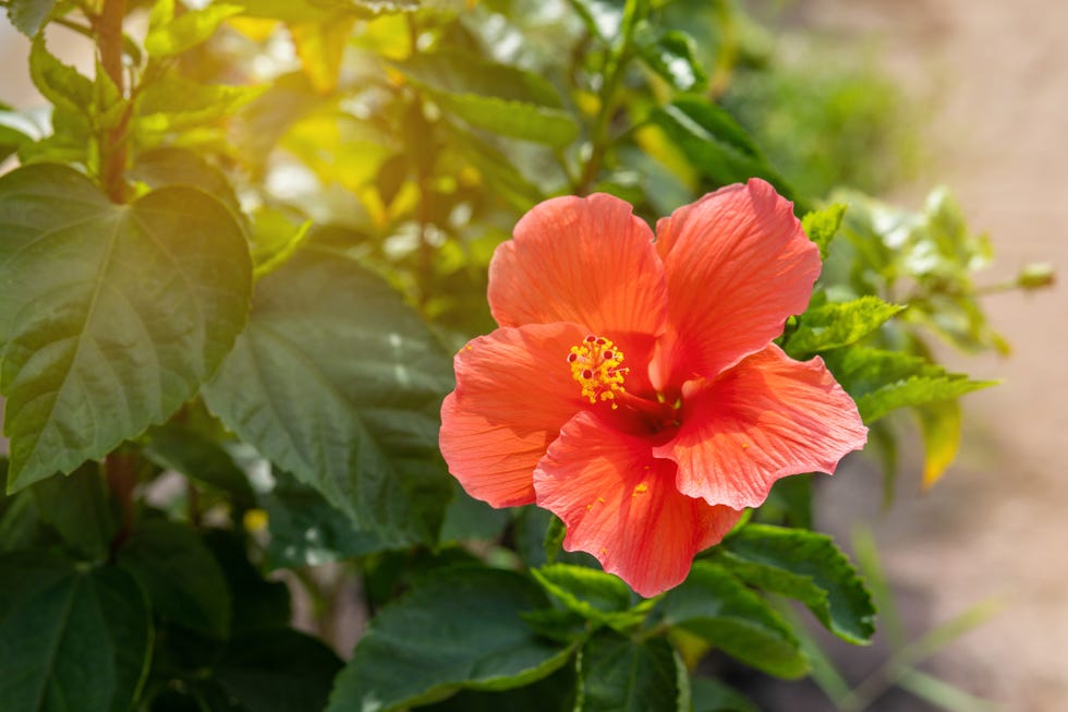 The 10 Best Edible Flowers To Decorate Your Food, According To A  Nutritionist