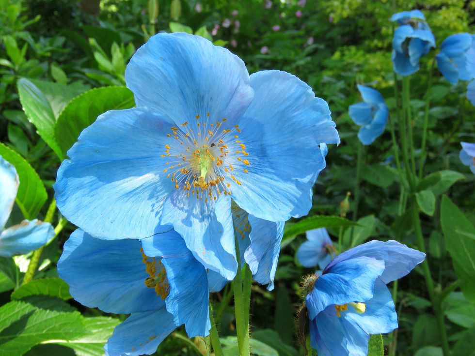 20 Blue Flowers For Gardens