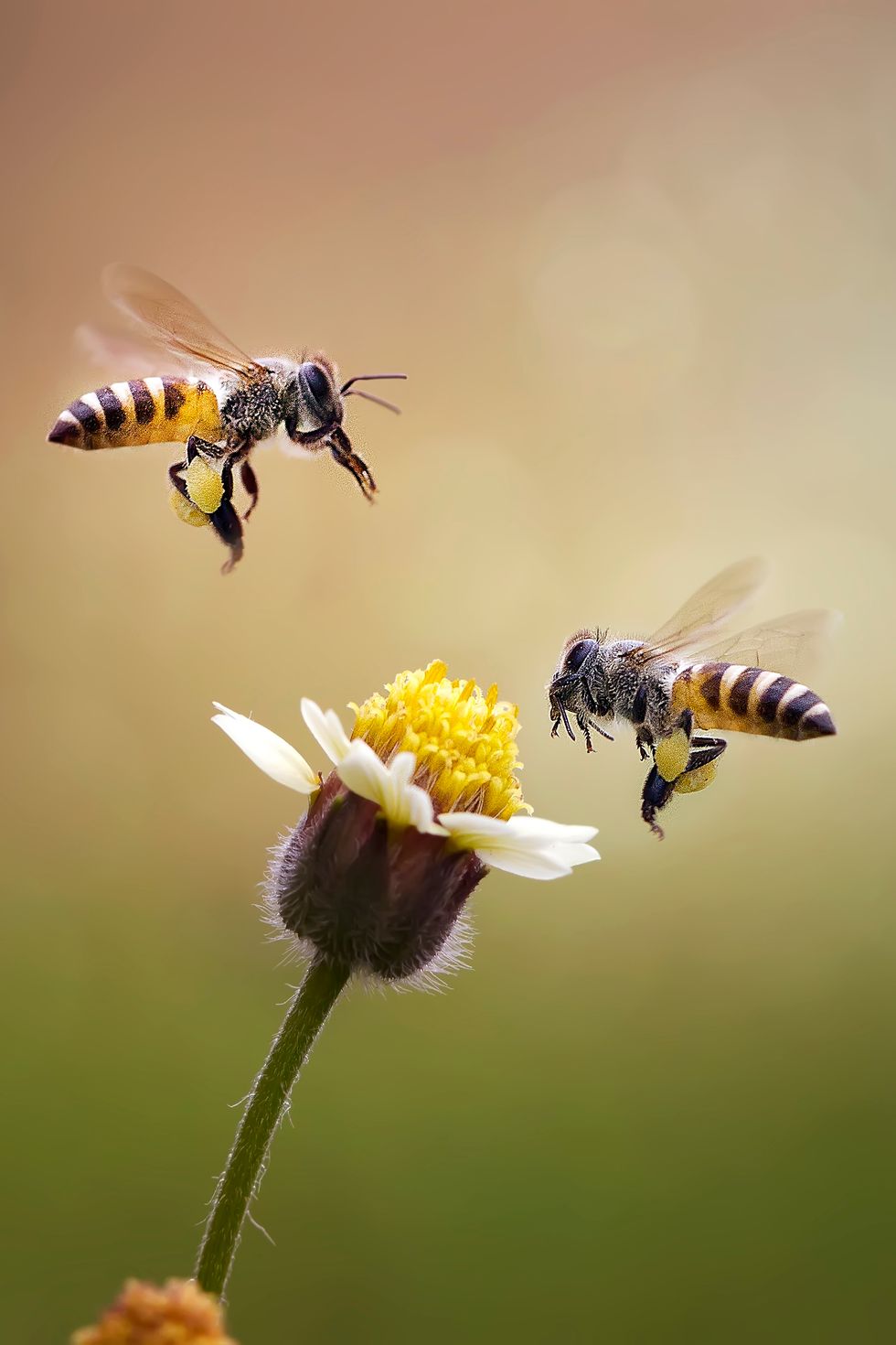 Bee Facts About Honey Bees 2019