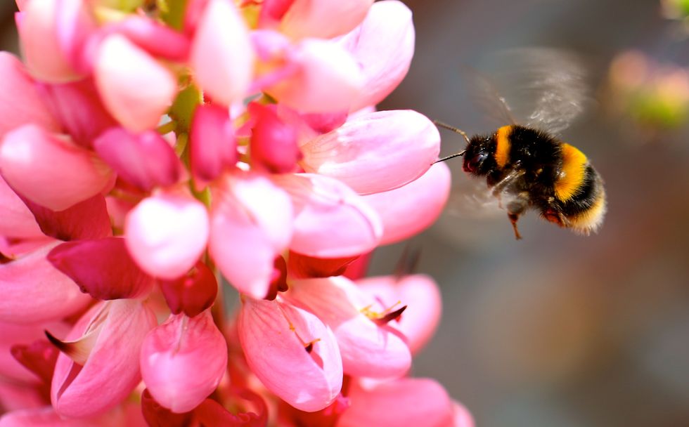 Close-Up Of Honey Bumblebee On Pink Flower