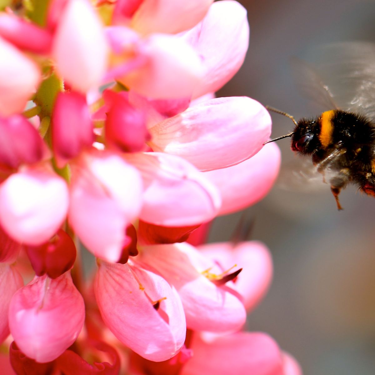 https://hips.hearstapps.com/hmg-prod/images/close-up-of-honey-bumblebee-on-pink-flower-royalty-free-image-692773219-1564078076.jpg?crop=0.621xw:1.00xh;0.294xw,0&resize=1200:*
