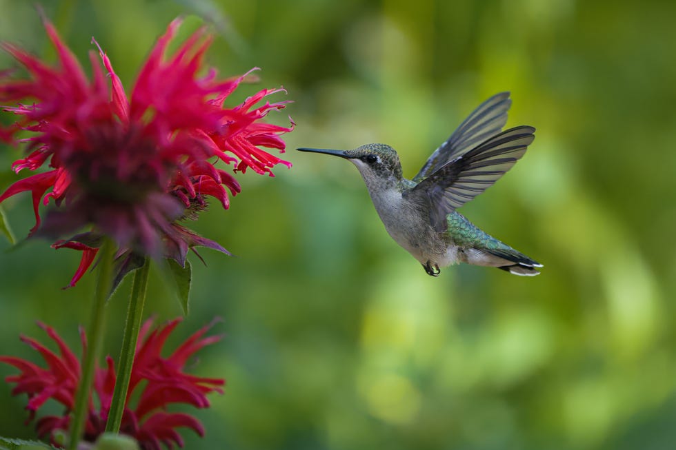 hummingbird food recipe instructions