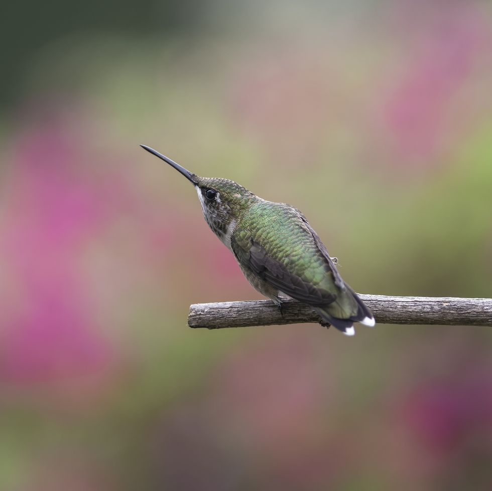 close up of hummingbird perching on plant,high ridge,missouri,united states,usa