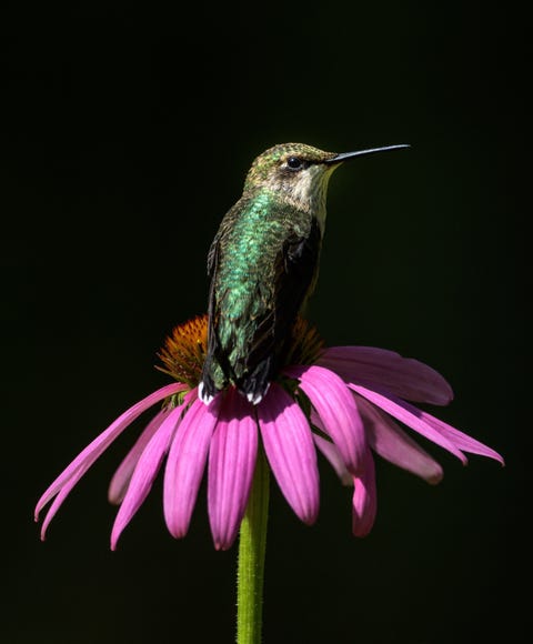 close up of insect on pink flower