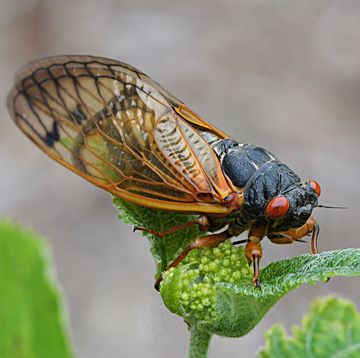 een close up van een cicade op een plant