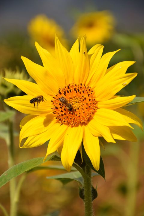 close up of insect on sunflower