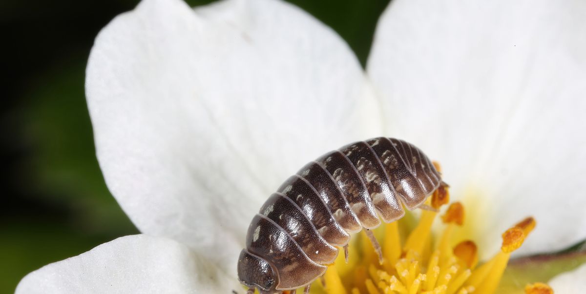 Wood lice is much more important than you think