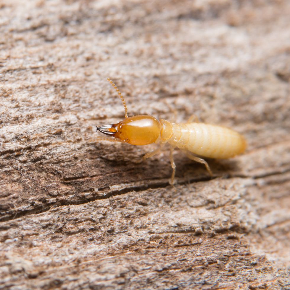 close up of insect on wood