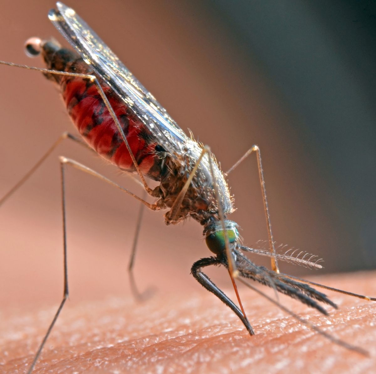 How to Control Mosquitoes Without Killing Pollinators and Other