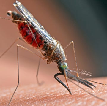 close up of a mosquito on human skin