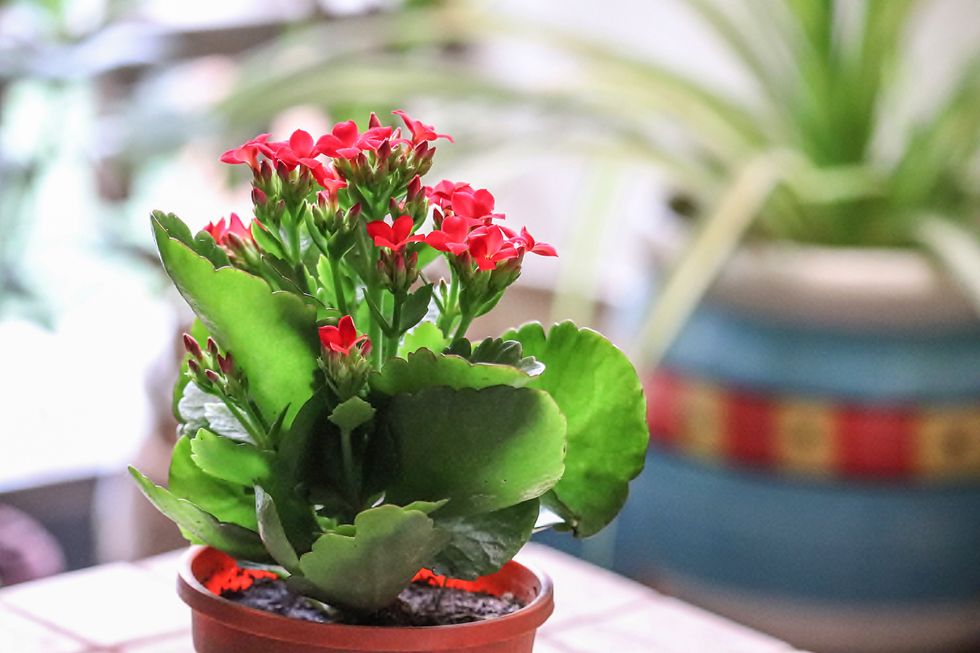 close up of kalanchoe blossfeldiana flaming katy, christmas kalanchoe /balcony garden