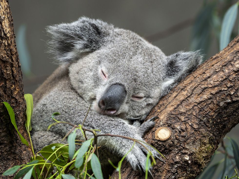 close up of koala sleeping on tree trunk, zrich kreis 7 fluntern, switzerland
