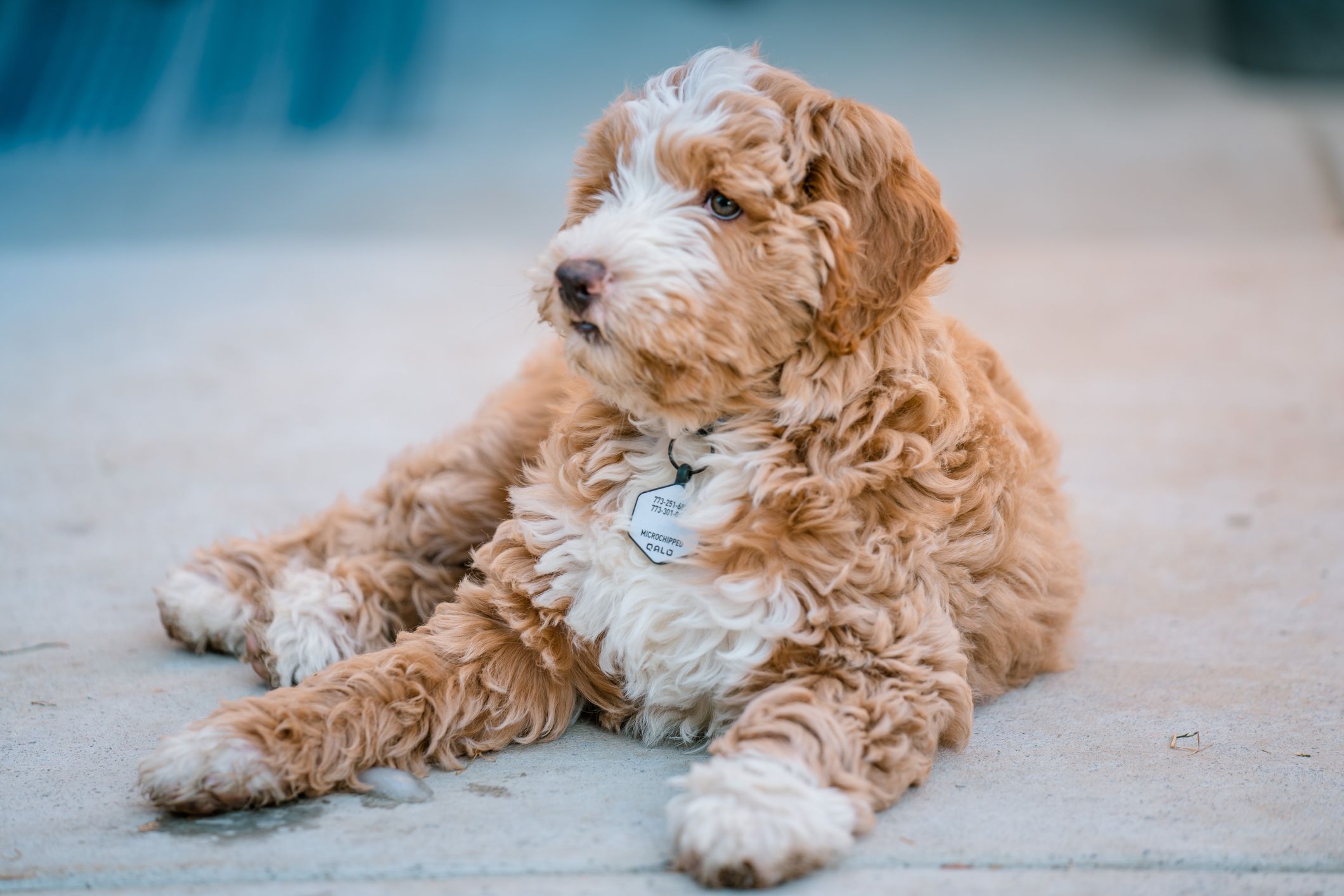 Types of best sale doodle puppies