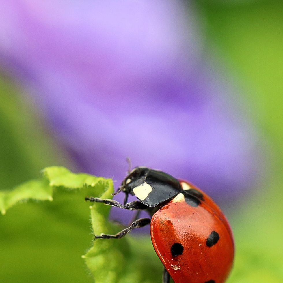 lady bird beetle - ladybug