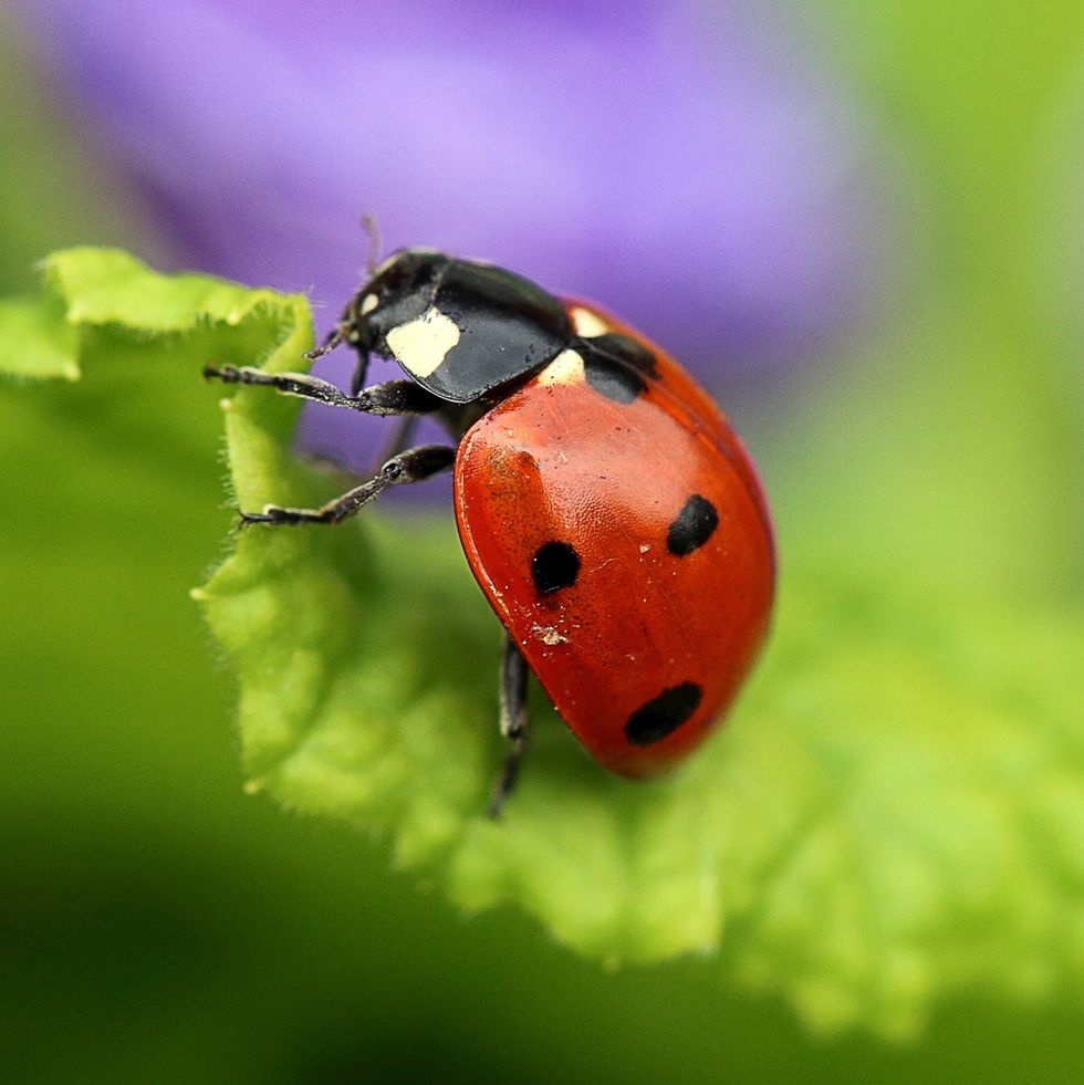 lady bird beetle - ladybug