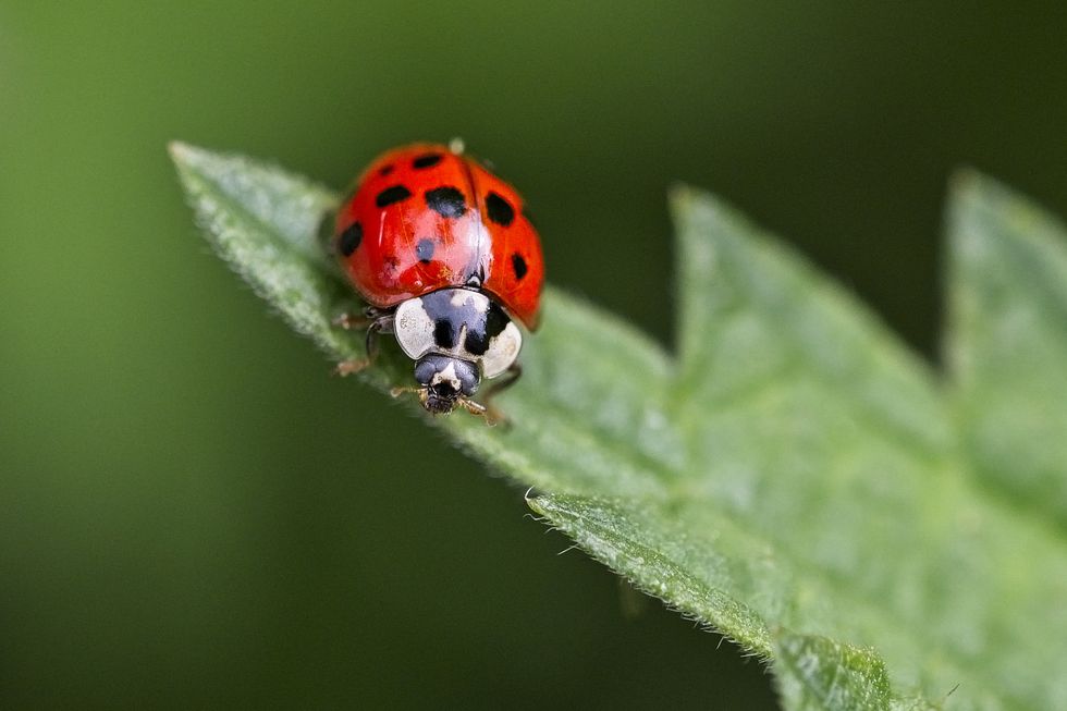 how to get rid of ladybugs