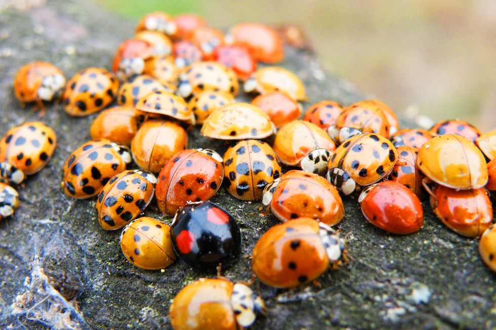 how to get rid of ladybugs different species of ladybugs