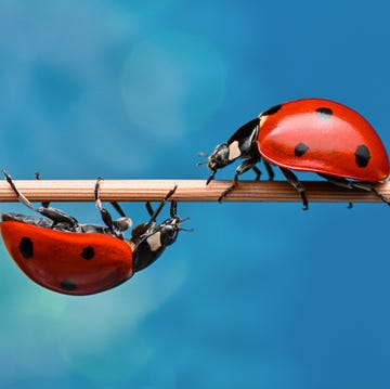 how to get rid of ladybugs