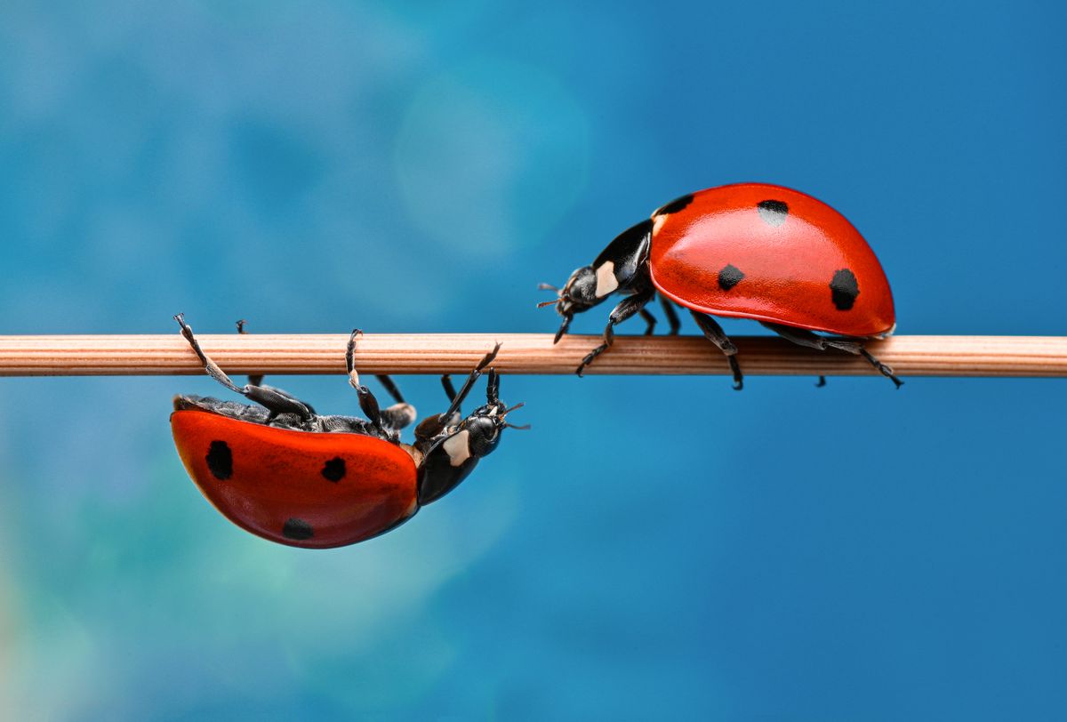 how to get rid of ladybugs