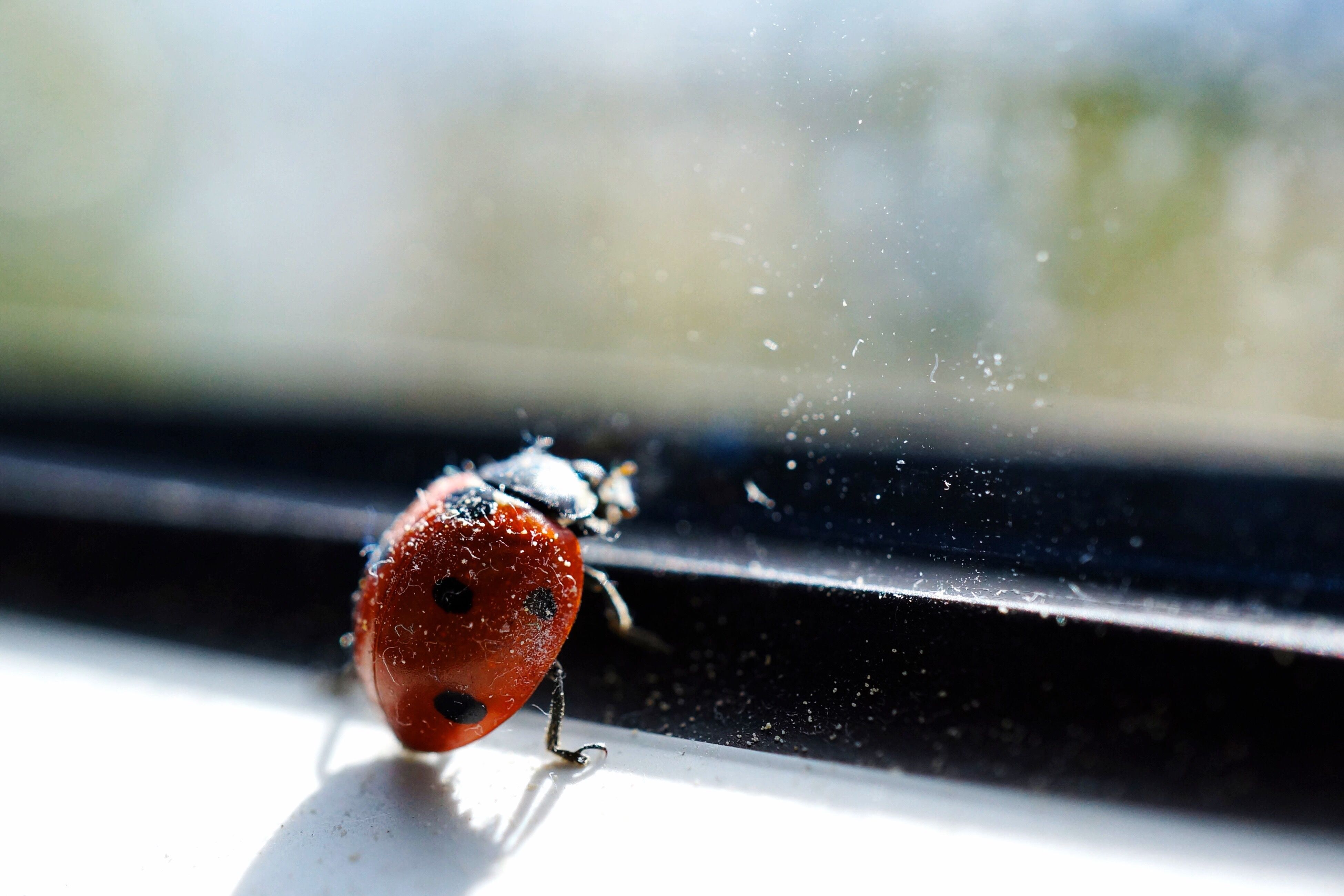 Inside Ladybug Land: Understanding the Spots