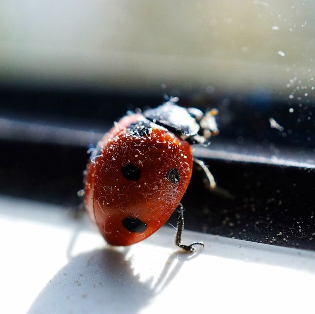 close up of ladybug on window