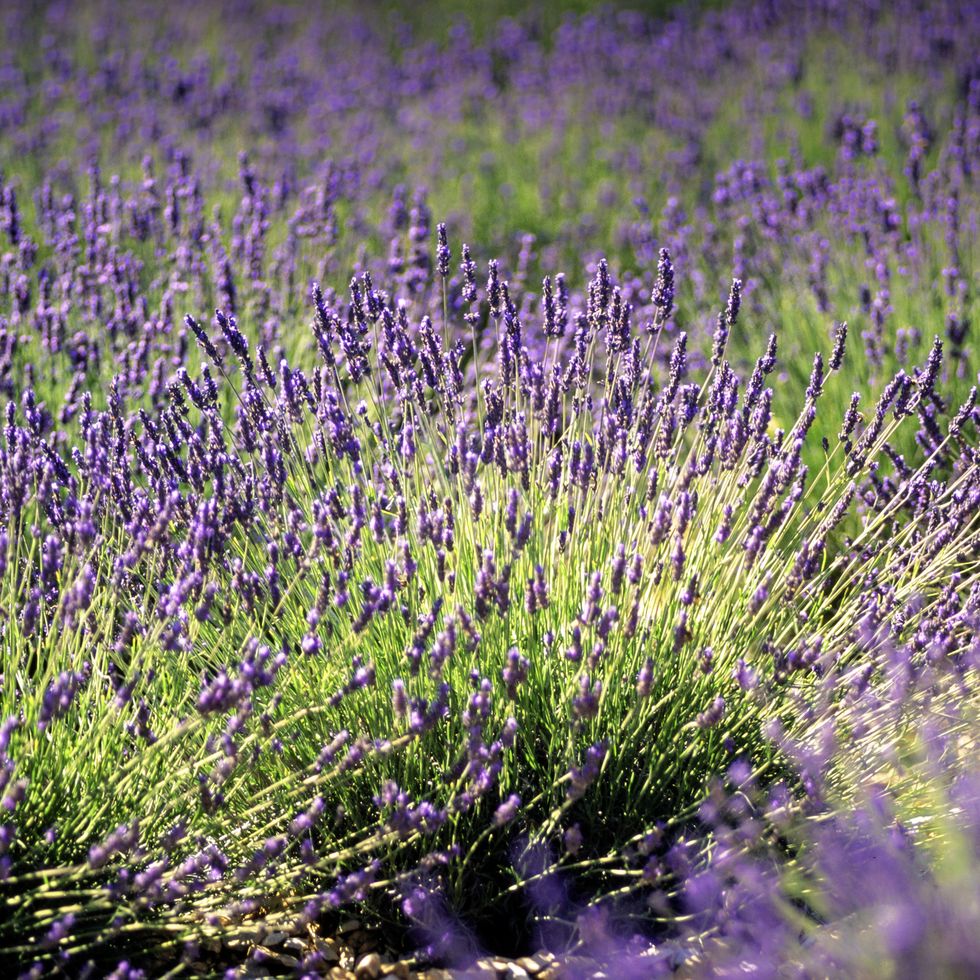 close up of lavender flowers growing in a row, selective focus