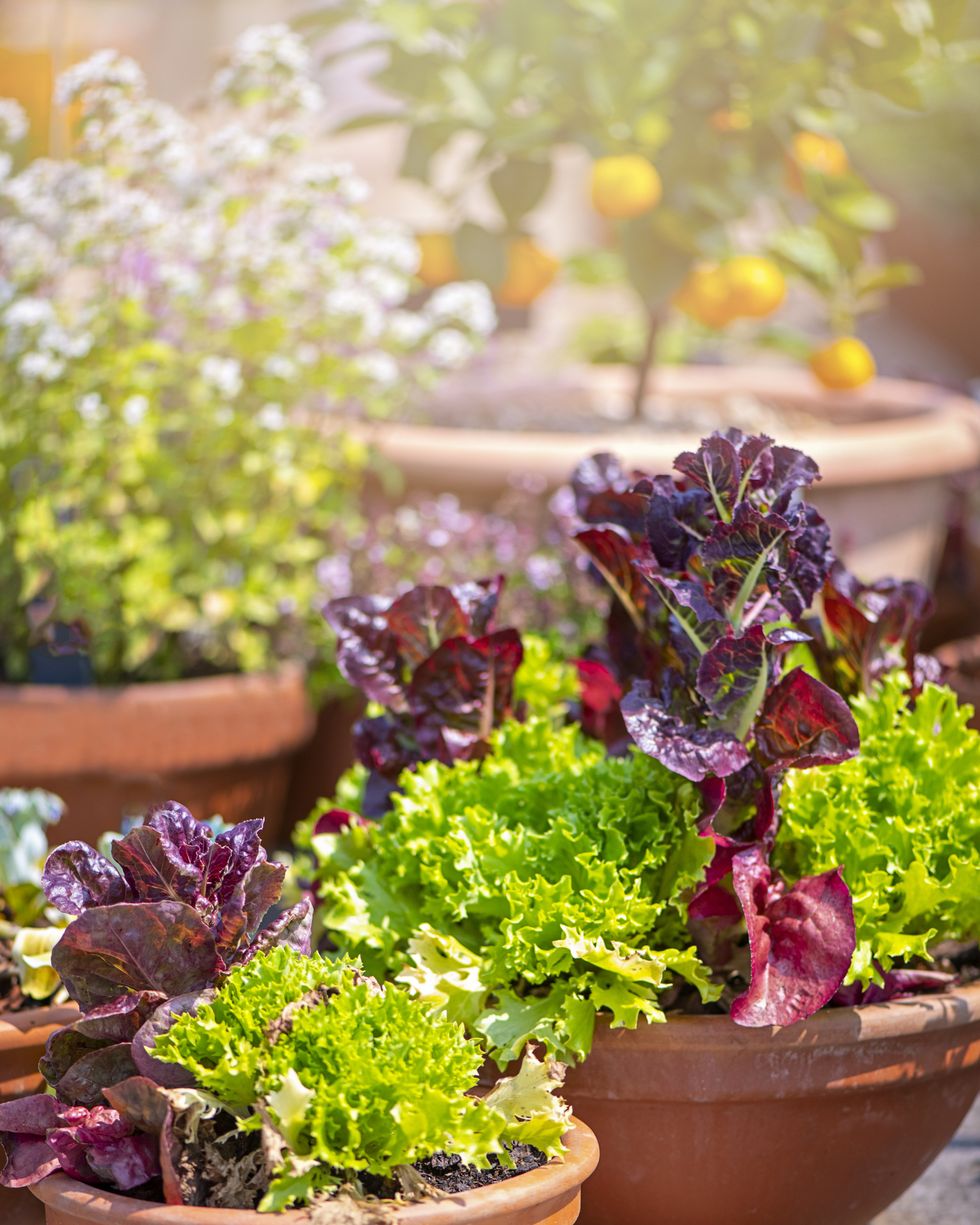 close up of lettuce salad crops growing in terracotta pots on a patio