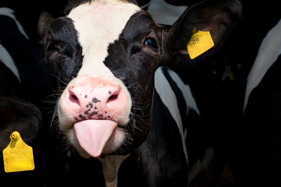 close up of little calf, holstein calf looking at camera, tongue out
2021, 2021牛年, 2021牛年運勢, happy牛year, ptt, 拿紅包, 新年快樂, 新年祝賀詞, 牛年, 牛年吉祥話, 牛的吉祥話, 牛的諧音梗, 諧音梗, 過年