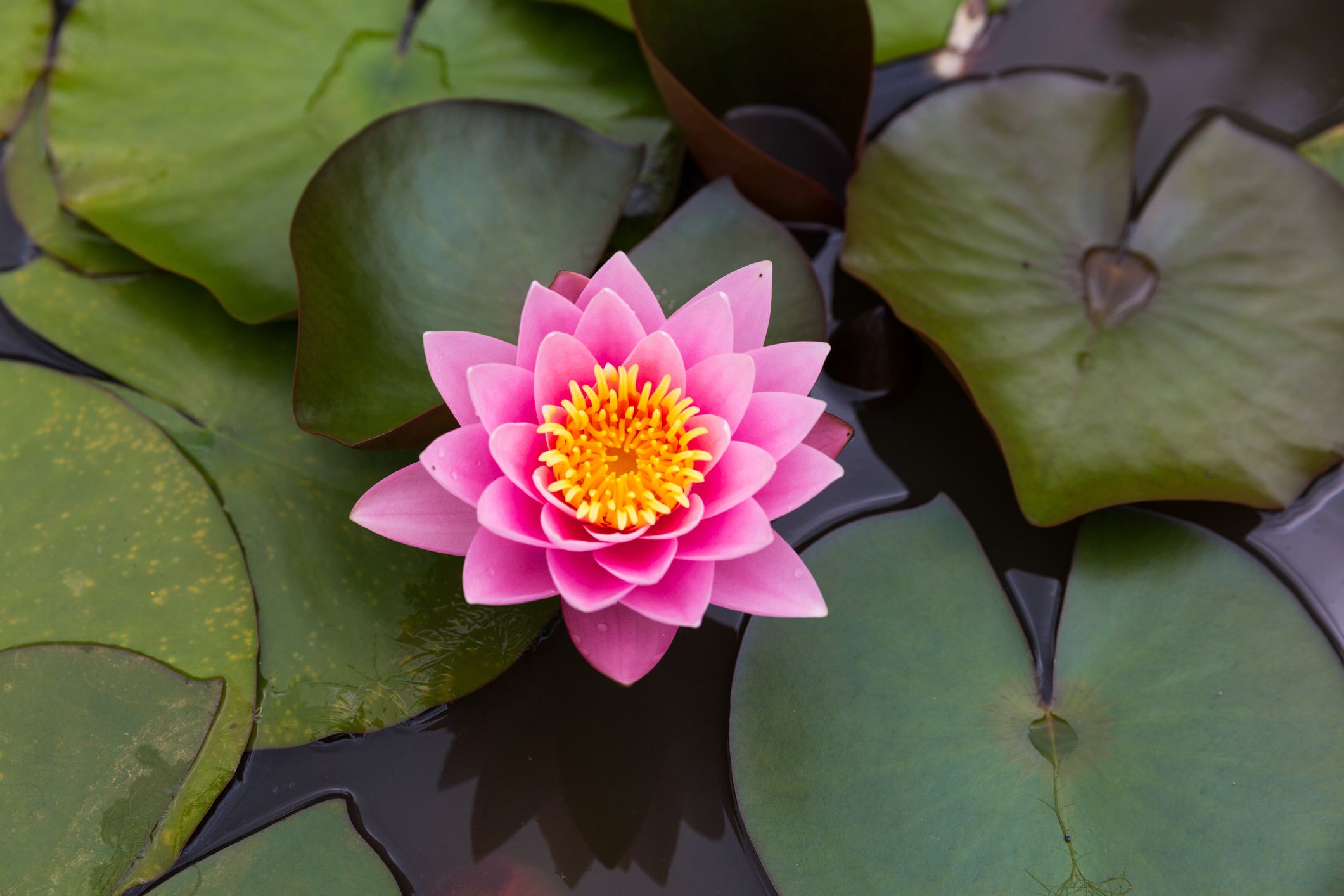 The Real Meaning of the Lotus Flower