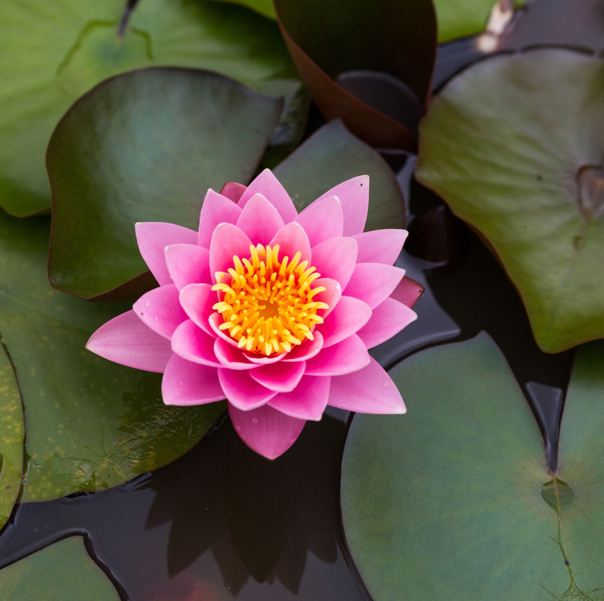 Lotus Flower: History, Meaning and Symbolism