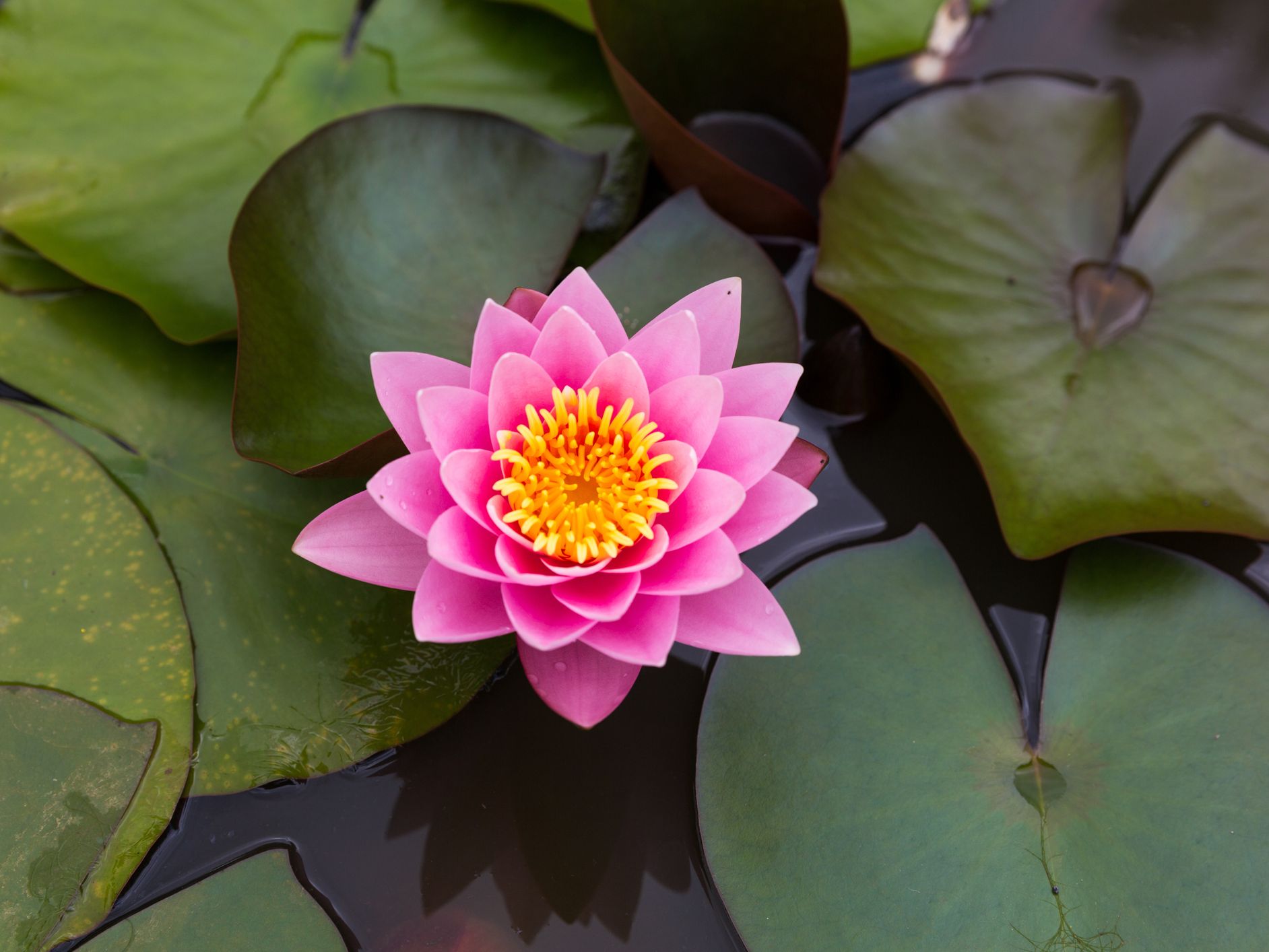 lotus flowers in pond