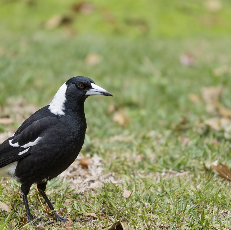 20 st. patrick's day superstitions counting magpies