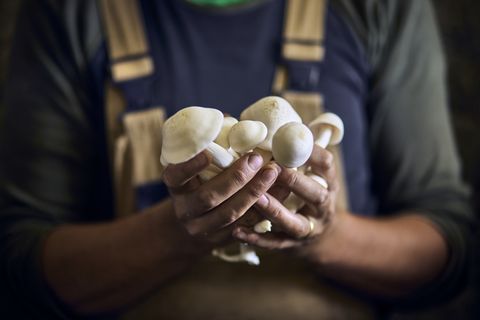 close up of man holding bunch of mushrooms