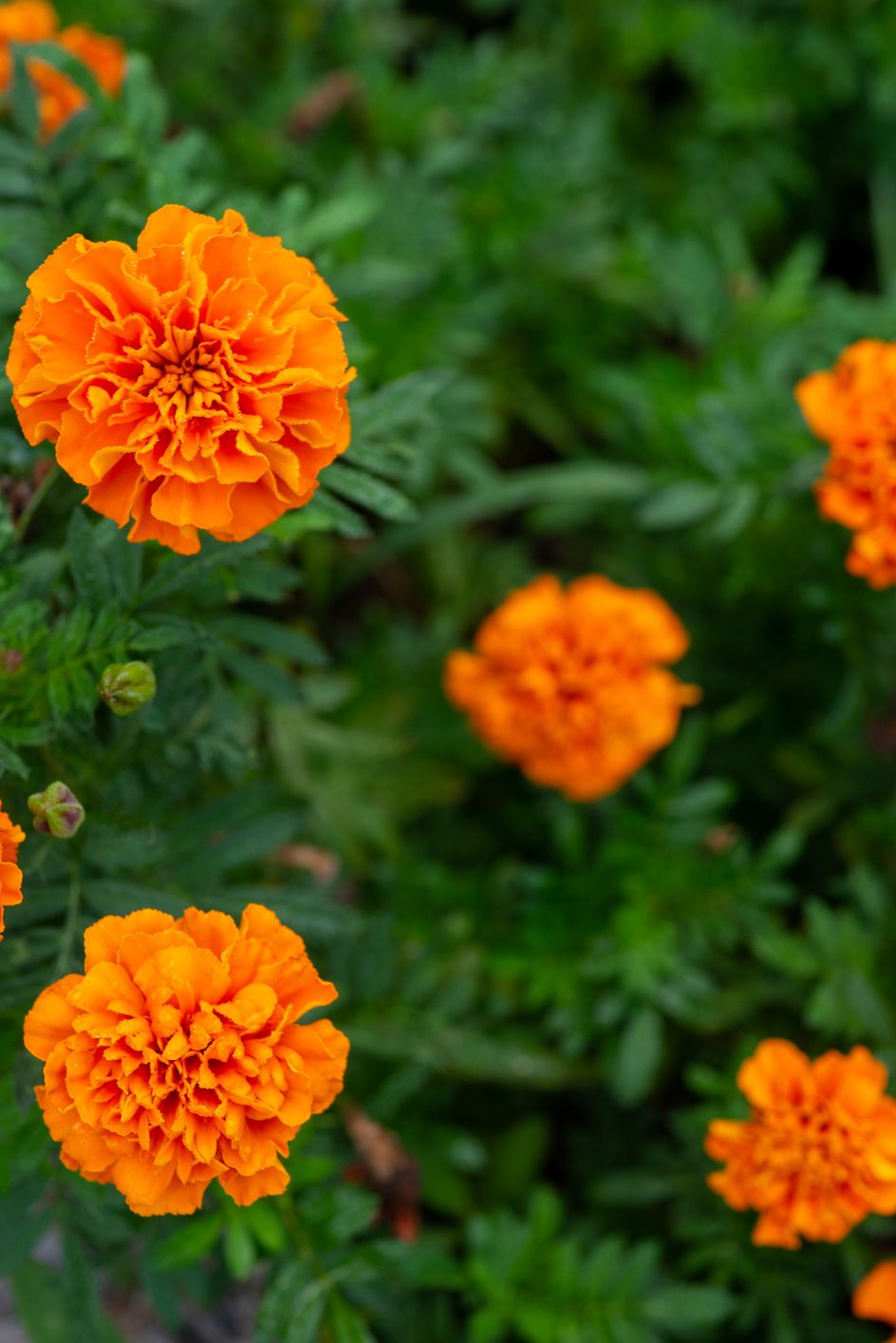 11 Winter Flowers to Plant in Your Garden