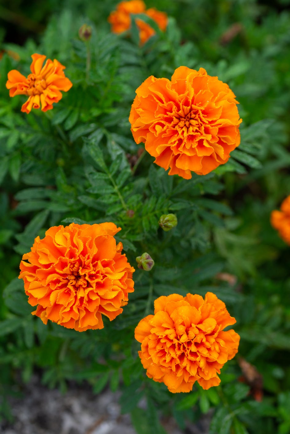 40 Best Fall Flowers To Plant For A