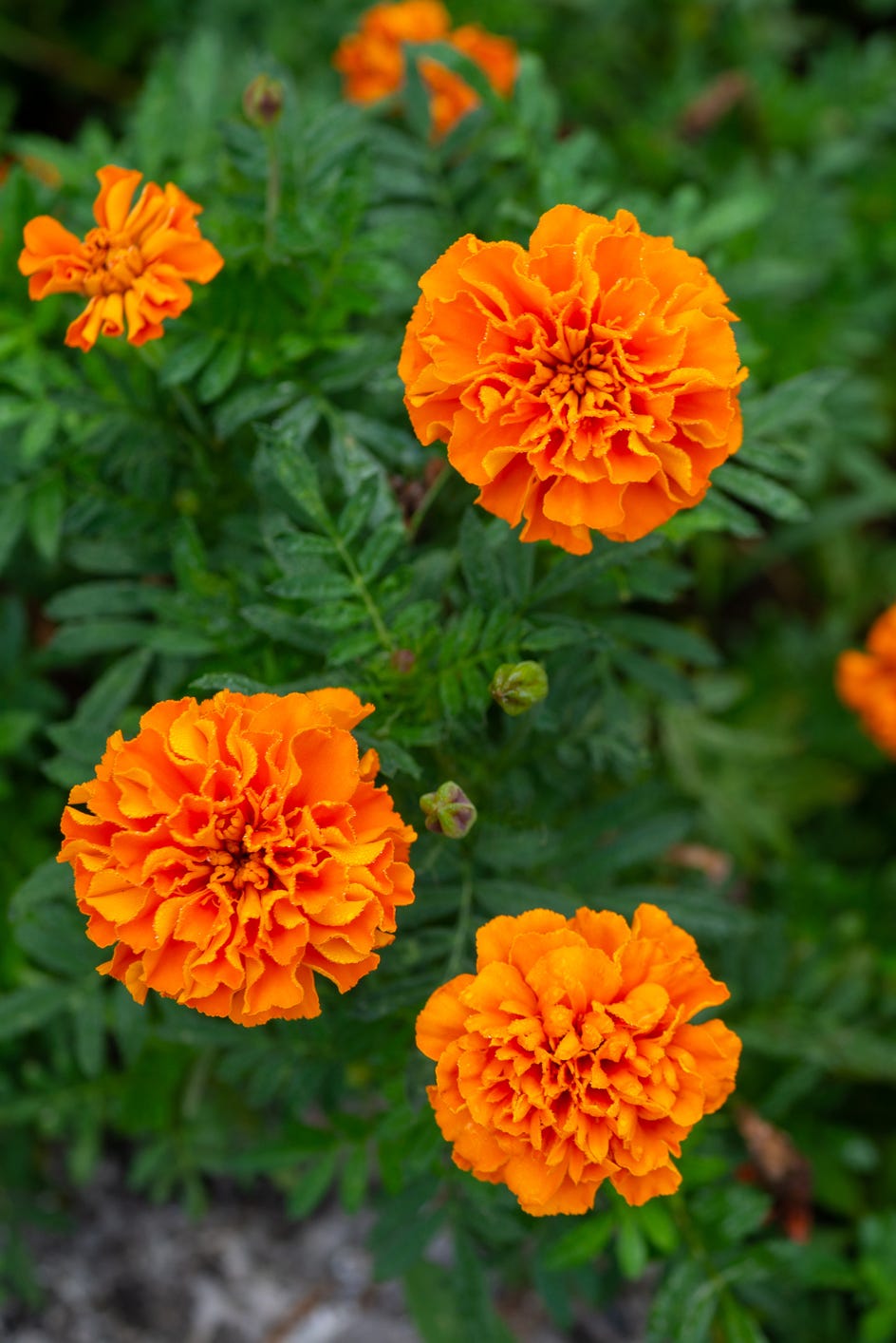 orange marigolds