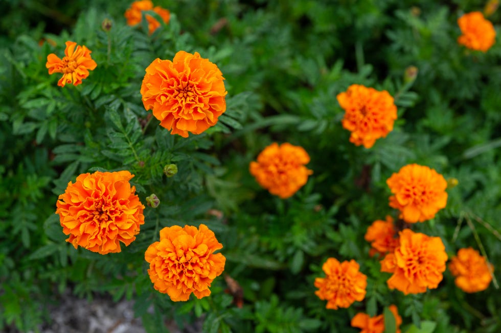 orange marigolds