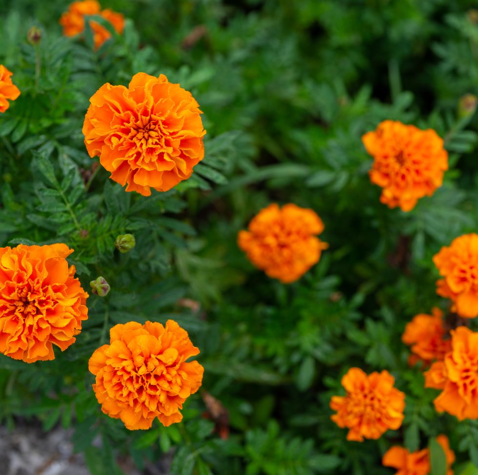 close up of marigold