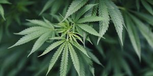 closeup of marijuana plant growing outdoors