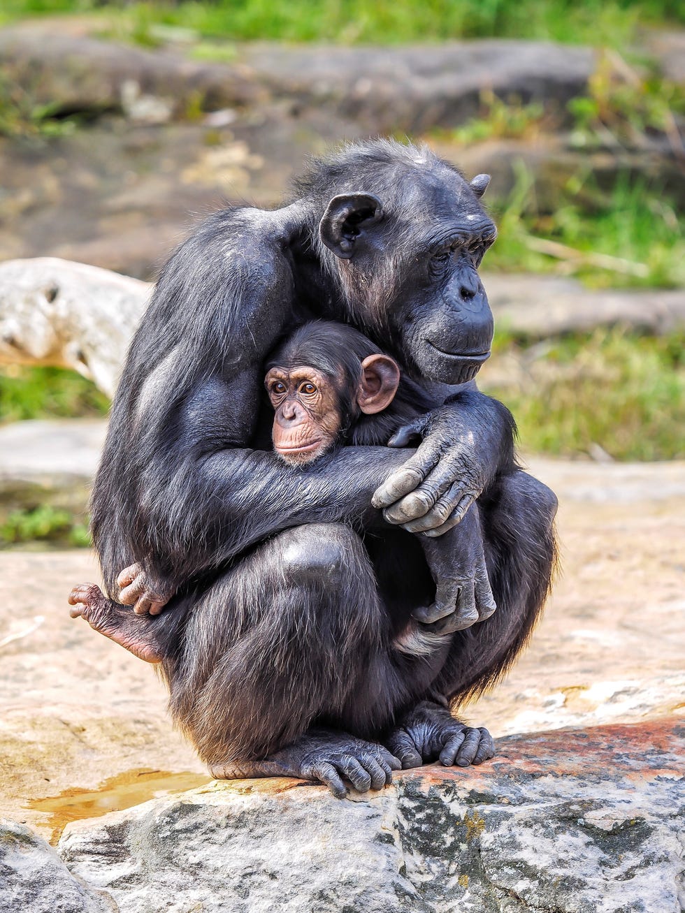 Close-Up Of Monkey Sitting At Zoo