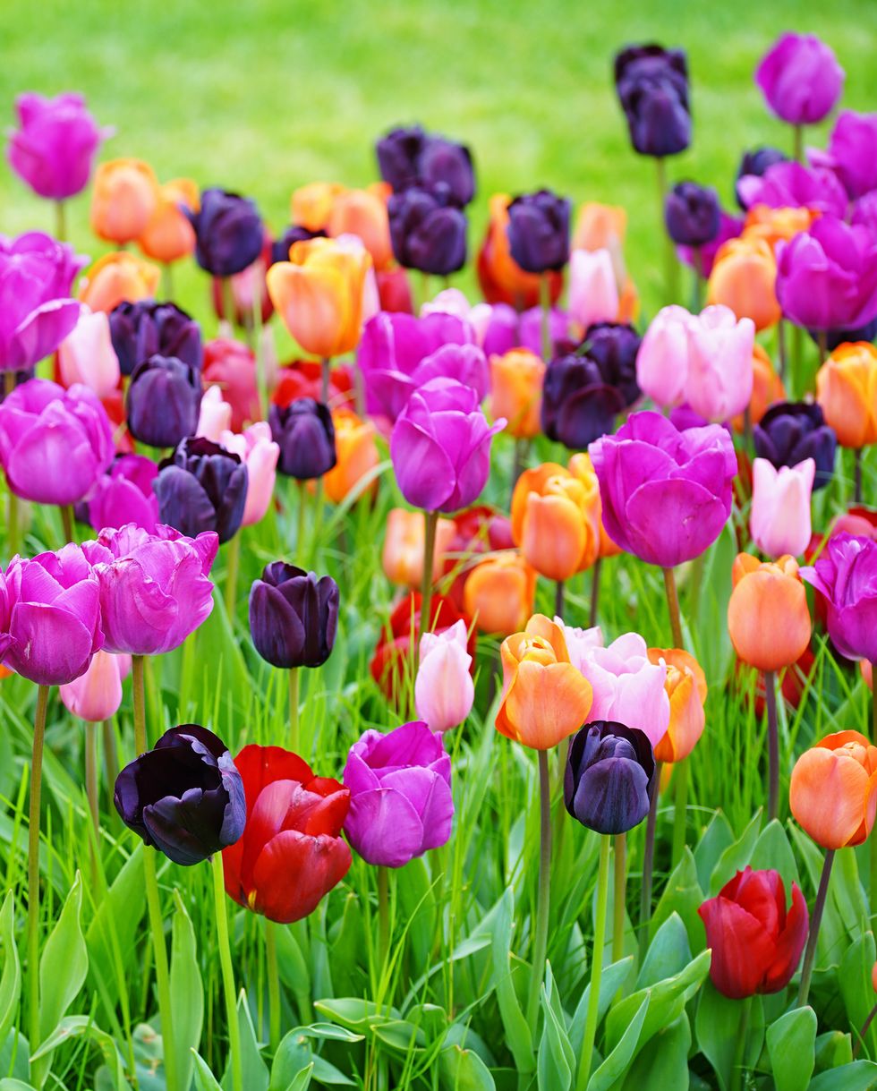 bulbs to plant in fall tulips