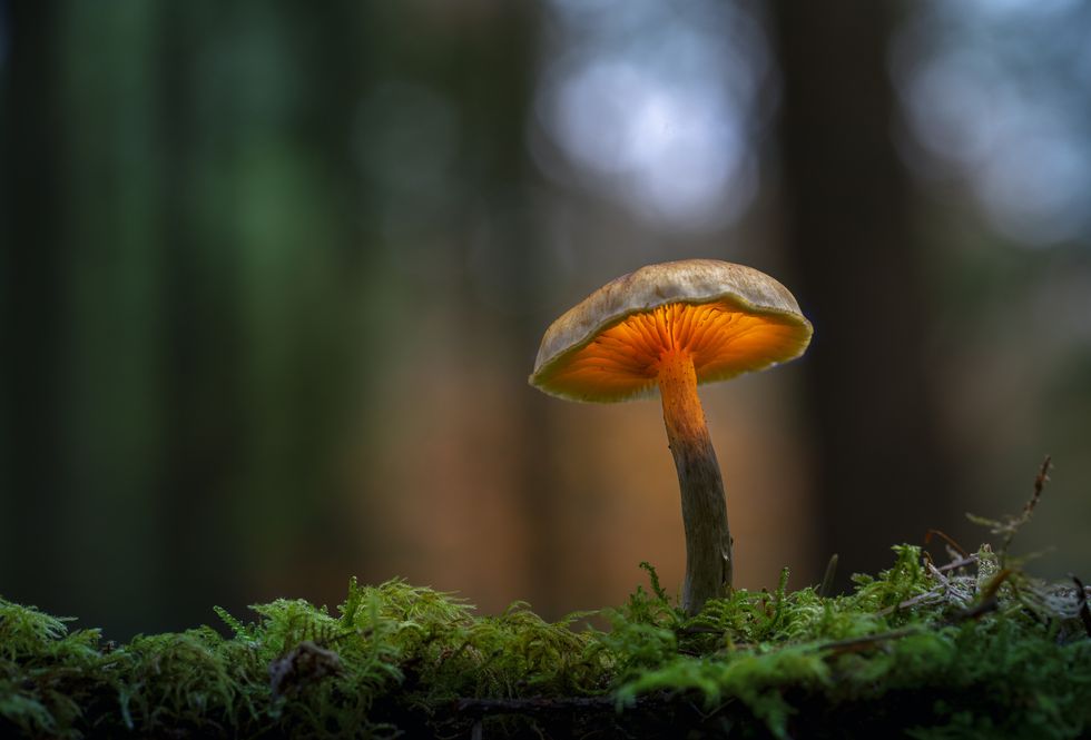 close up of mushroom growing on field,silkeborg,denmark