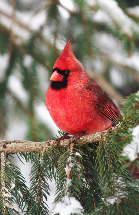 close up of northern cardinal perching on branch during winter