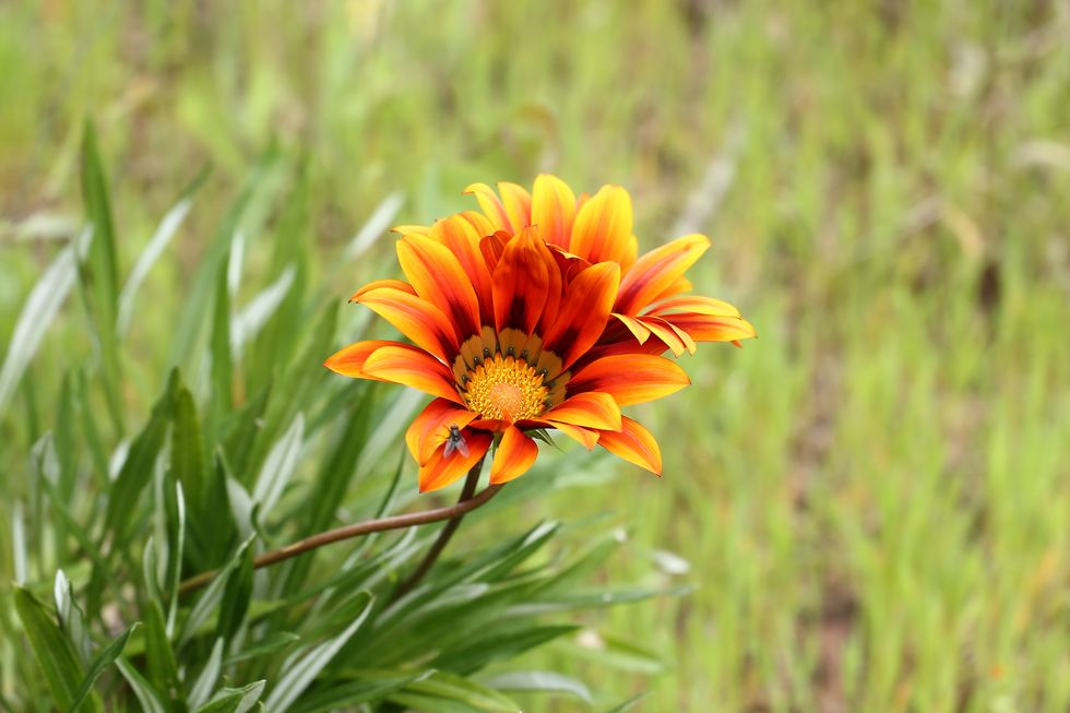 close up of orange flower on field,coimbra,portugal