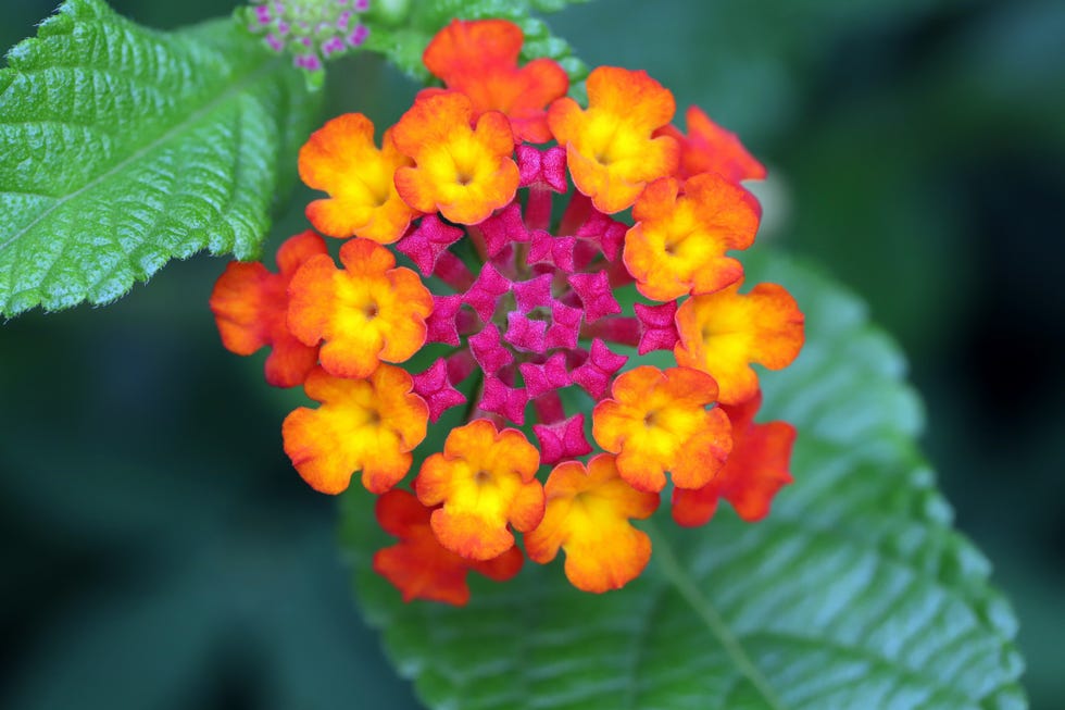 close up of orange flowering plant,brazil