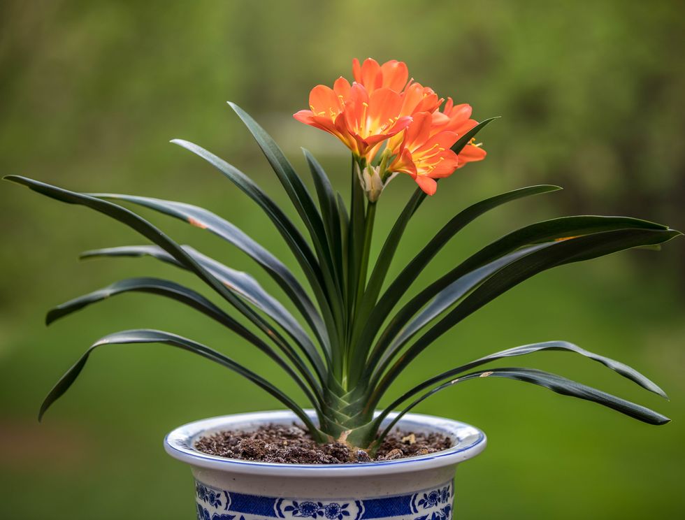 close up of orange flowering plant, dranesville, united states